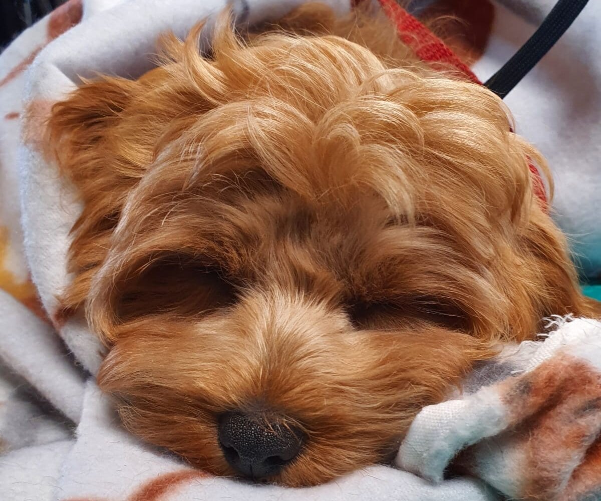 happy dog sleeping